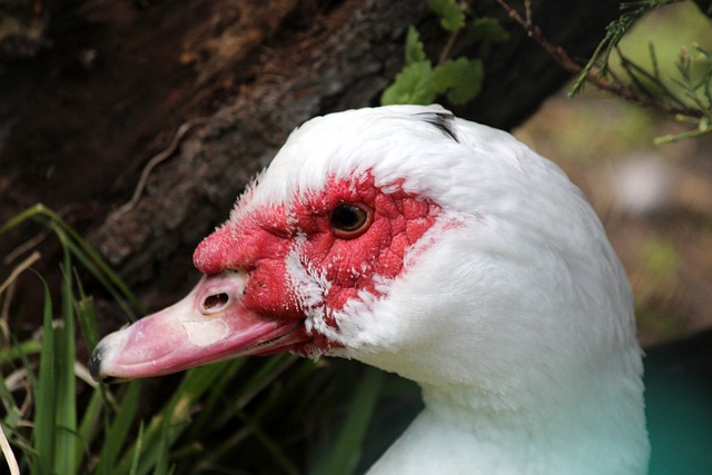 雷霆队展现 雷霆队展现
