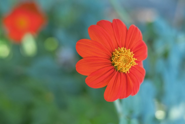 面对卡利亚 面对卡利亚