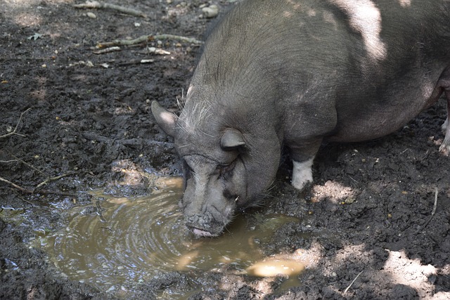 约基奇的巅 约基奇的巅